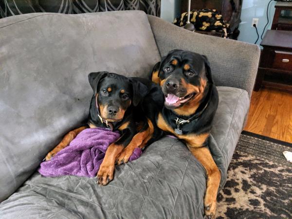 /Images/uploads/MidAmerica Rottweiler Rescue/adoptarottphotocontest/entries/10100thumb.jpg